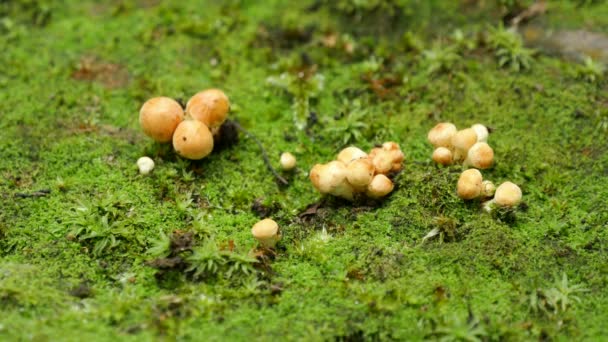 Nahaufnahme von jungen Pilzen (Armillaria tabescens)) — Stockvideo