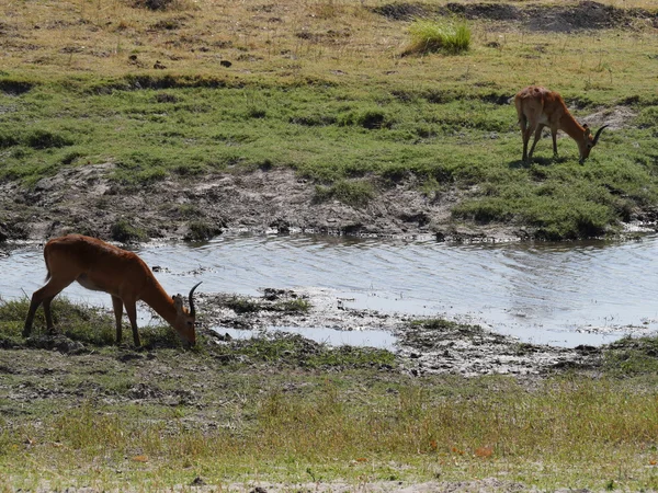 Impara Chobe National Park — Stock fotografie