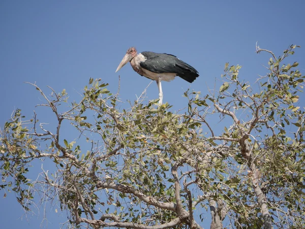 Cegonha marabou no Parque Nacional Chobe — Fotografia de Stock