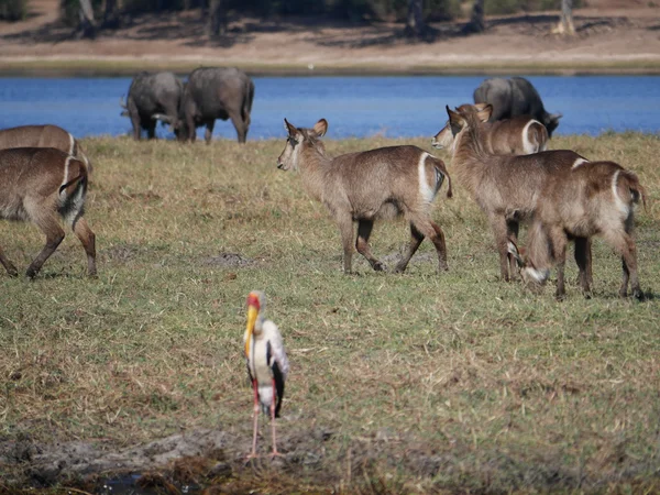 Water buck at Chobe National Park — Stock Photo, Image