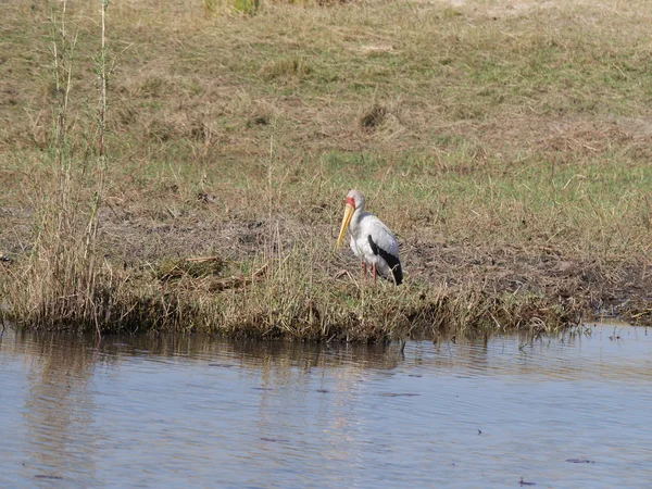 Mycteria ibis no Parque Nacional Chobe — Fotografia de Stock