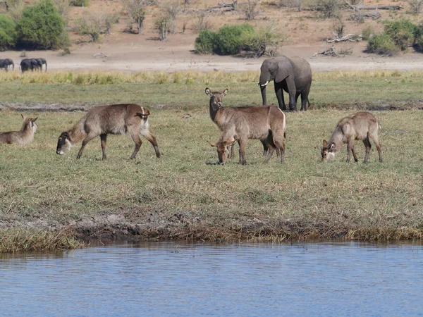 Buck de agua en el Parque Nacional Chobe — Foto de Stock