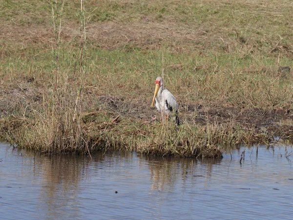 Mycteria ibis no Parque Nacional Chobe — Fotografia de Stock