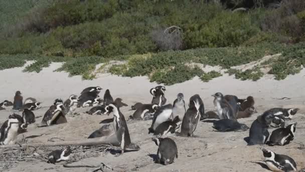 Пингвины на Боулдерс Бич, Кейптаун — стоковое видео