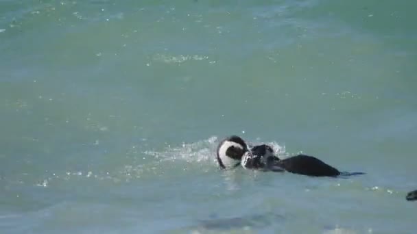 企鹅在石头滩，开普敦 — 图库视频影像