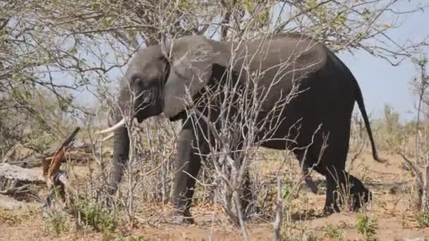 Elefante en el Parque Nacional Chobe — Vídeos de Stock