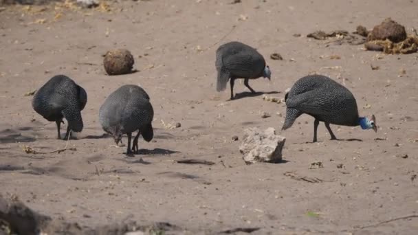 Guinea Fowl in Chobe National Park — Stock Video