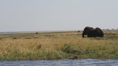 fil chobe Ulusal Parkı