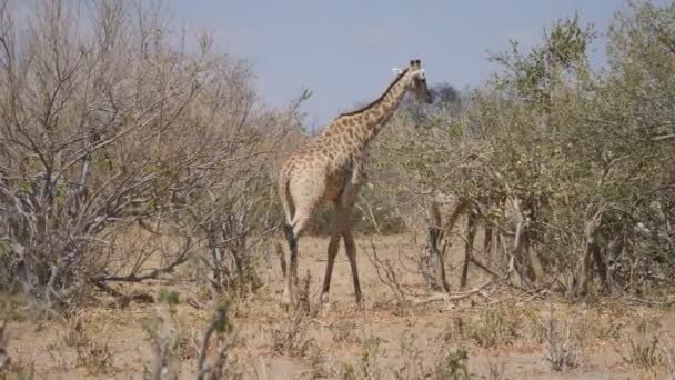 Jirafa en el Parque Nacional Chobe — Vídeo de stock