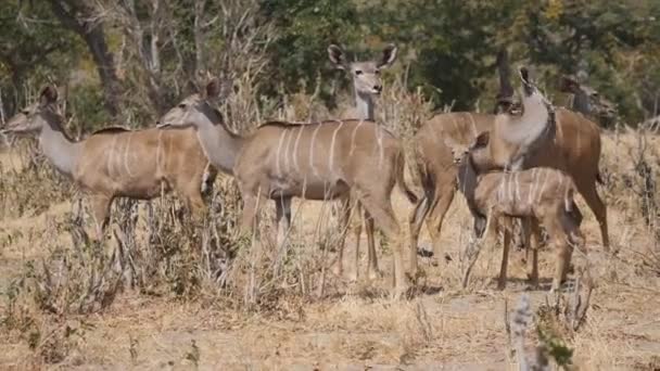 Kudu v národním parku chobe — Stock video