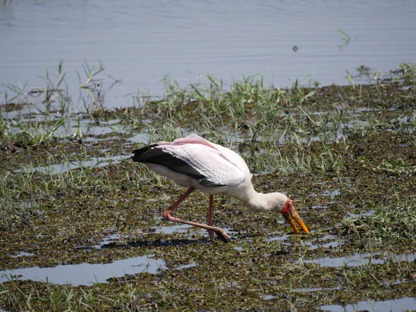 Parc national du Chobe (échasses à ailes noires ) — Photo