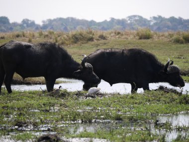 Chobe Ulusal Parkı (buffalo)