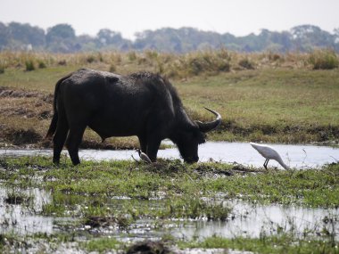Chobe Ulusal Parkı (buffalo)
