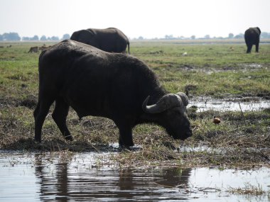 Chobe Ulusal Parkı (buffalo)