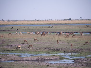 Chobe Ulusal Parkı (Impala)