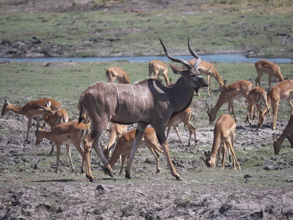 Národní Park Chobe (kudu) — Stock fotografie