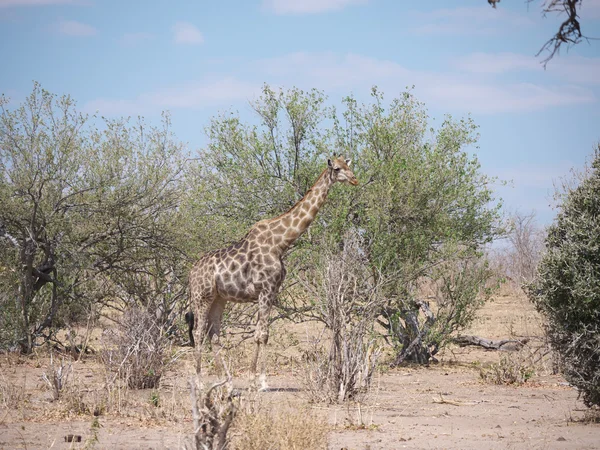Národní Park Chobe (žirafa) — Stock fotografie