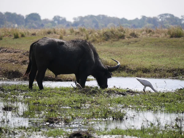 Chobe Nationalpark (Büffel)) — Stockfoto