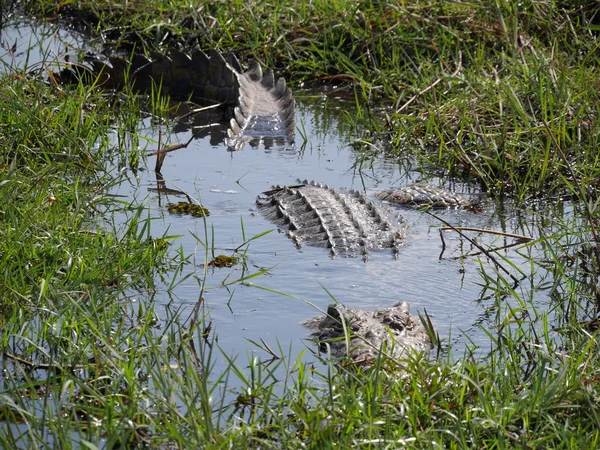 Valg av nasjonalpark (krokodille ) – stockfoto