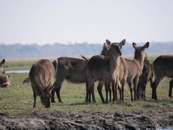 Národní Park Chobe (waterbuck) — Stock fotografie