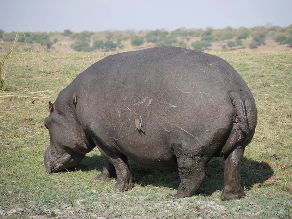 Parque Nacional Chobe (hipopótamo ) — Fotografia de Stock