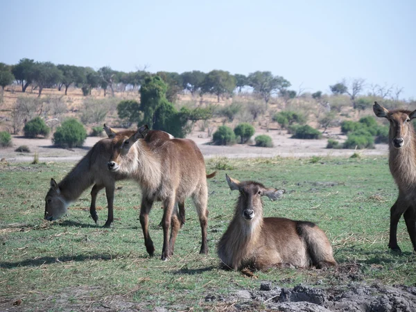 Národní Park Chobe (waterbuck) — Stock fotografie