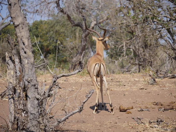 Chobe National Park(reedbuck) — Stock Photo, Image