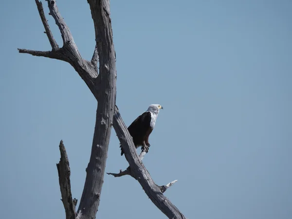 Parque Nacional Chobe (águia de peixe ) — Fotografia de Stock