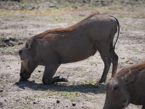 Národní Park Chobe (warthog) — Stock fotografie