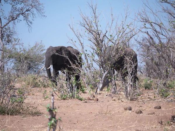 Park Narodowy Chobe (słoń) — Zdjęcie stockowe
