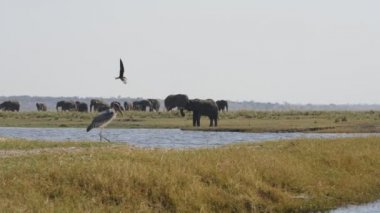 Fil ve marabut leylek Chobe Ulusal Parkı'nda