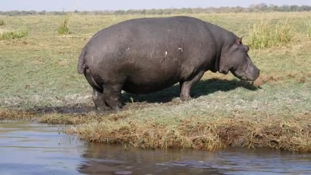 Red-billed Buphagidae en nijlpaard in het Chobe National Park — Stockvideo