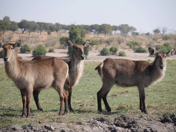 Waterbuck v Chobe National Park — Stock fotografie