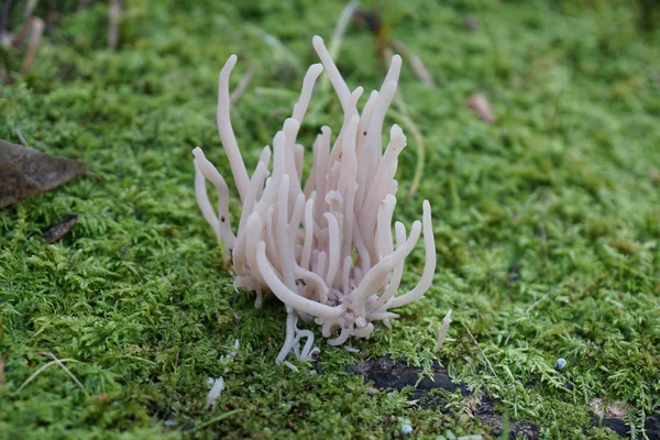 Close-up of mushroom(Clavaria vermicularis or fairy fingers) — Stock Photo, Image