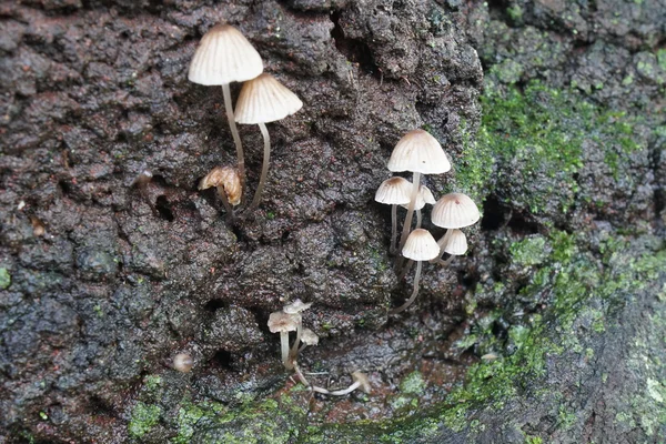 Крупный план гриба (Mycena galericulata или обыкновенный капот ) — стоковое фото