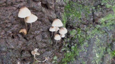Mantar (Mycena galericulata veya ortak kaporta Close-Up)