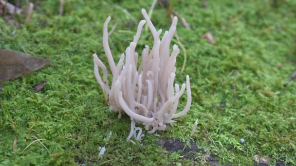 Close-up van paddenstoel (Clavaria vermicularis of fairy vingers) — Stockvideo