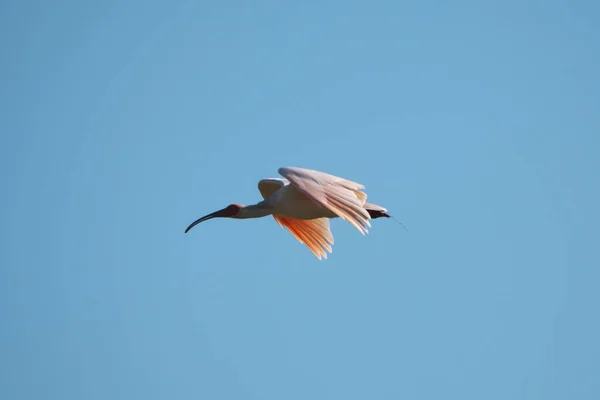 Niigata Japon Octobre 2020 Toki Nippon Japonais Crête Ibis Nipponia — Photo