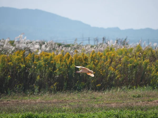 Niigata Japan Oktober 2020 Toki Oder Japanischer Kammibis Oder Nipponischer — Stockfoto