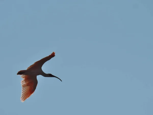 Niigata Japão Outubro 2020 Toki Nippon Japonês Crista Ibis Nipponia — Fotografia de Stock