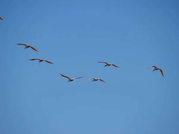 Niigata Japan Oktober 2020 Toki Oder Japanischer Kammibis Oder Nipponischer — Stockfoto