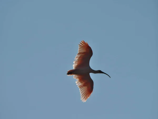 Niigata Giappone Ottobre 2020 Toki Nippon Giapponese Con Cresta Ibis — Foto Stock