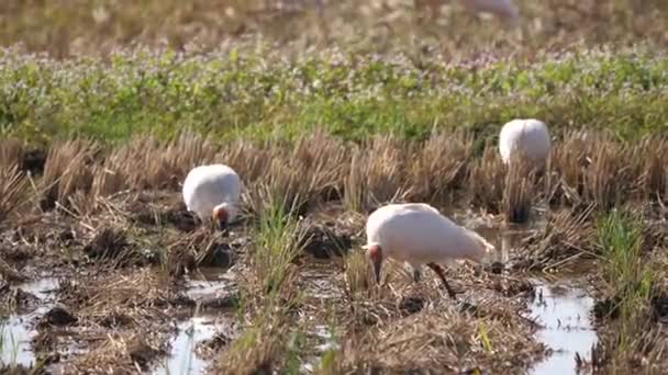 Niigata Japan Oktober 2020 Toki Eller Japansk Crested Ibis Eller — Stockvideo