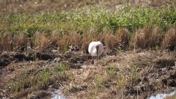 Niigata Japan Oktober 2020 Toki Eller Japansk Crested Ibis Eller — Stockvideo