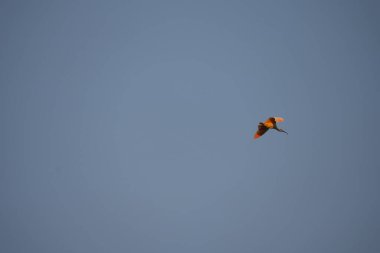 Niigata, Japonya-19 Ekim 2020: Sado adasında sonbahar mavi gökyüzünde uçan Toki veya Japon ibikleri veya Nipponia nippon