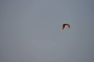 Niigata, Japonya-19 Ekim 2020: Sado adasında sonbahar mavi gökyüzünde uçan Toki veya Japon ibikleri veya Nipponia nippon