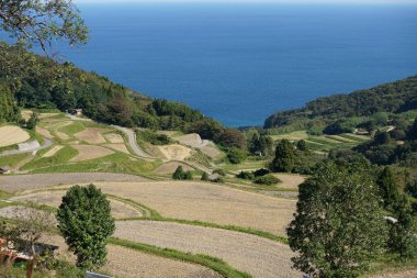 Niigata, Japonya-20 Ekim 2020: Iwakubi Shoryu pirinç terasları Sado Adası, Japonya