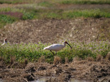 Toki veya Japon ibikli ibikleri veya Nipponia nippon Sado adasındaki pirinç tarlasında yemek yiyor.