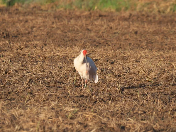 Toki Japonês Crista Ibis Nipponia Nippon Comendo Campo Arroz Ilha — Fotografia de Stock