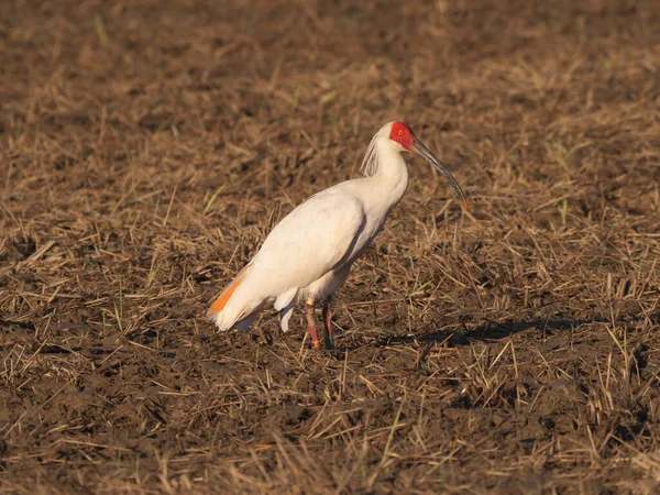 Toki Japonês Crista Ibis Nipponia Nippon Comendo Campo Arroz Ilha — Fotografia de Stock